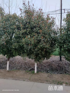 冠幅80厘米红叶石楠球