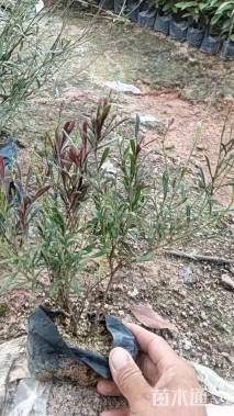 高度30厘米红花山桃草