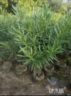 高度100厘米夹竹桃