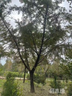 20公分嫁接银杏