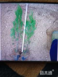 高度80厘米侧柏小苗