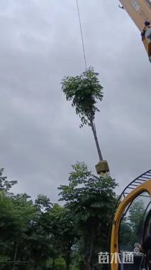 15公分黄山栾树