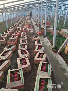 高度13厘米欧石竹