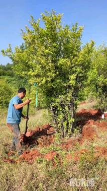 高度200厘米丛生石榴