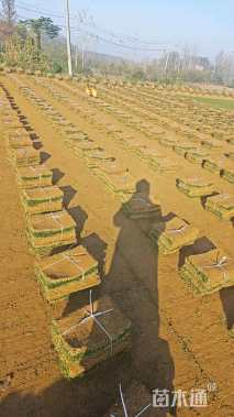 草卷状马尼拉草