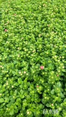 高度20厘米翠菊