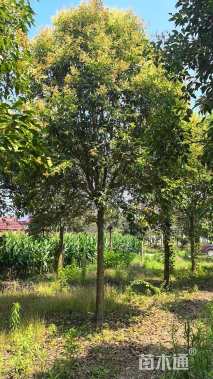 13公分大叶女贞