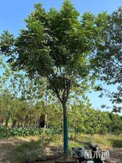 10公分黄山栾树