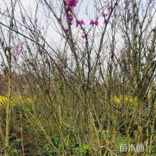 高度400厘米巴杆红丛生紫荆