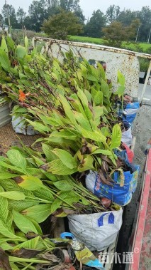 高度70厘米花叶良姜