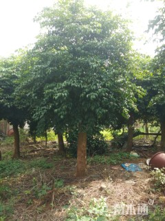 20公分广东润楠