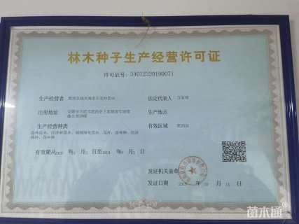 百日草种子