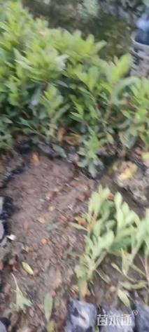 高度25厘米毛鹃小苗