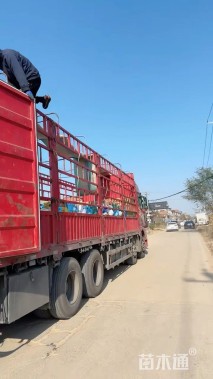 大叶仙茅基地直销     大叶仙茅种植基地