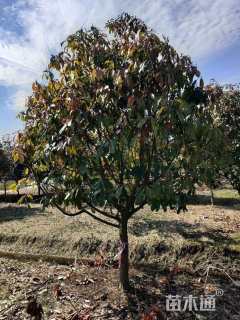 高度100厘米中华石楠