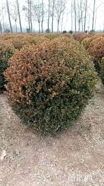 冠幅180厘米小叶黄杨球