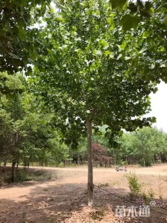 20公分美国红枫