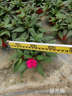 高度30厘米凤仙花