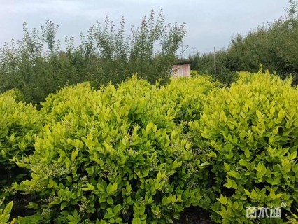 冠幅120厘米金森女贞球