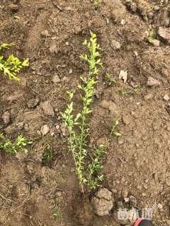 高度15厘米金叶水蜡