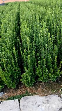 高度120厘米北海道黄杨