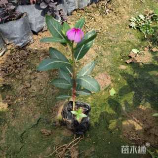 高度20厘米长春花