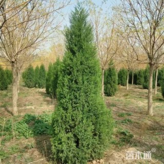 高度200厘米圆柏