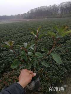 高度30厘米红叶石楠小苗