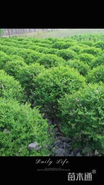 冠幅120厘米金叶女贞球