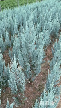 高度80厘米落基山圆柏