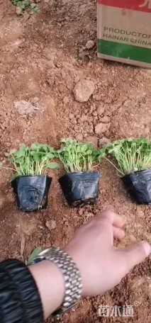 高度10厘米红花酢浆草