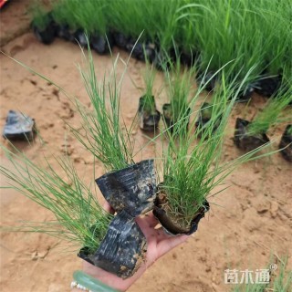 高度18厘米粉黛乱子草