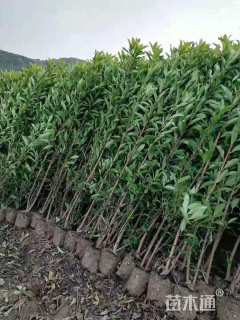 高度180厘米青珊瑚