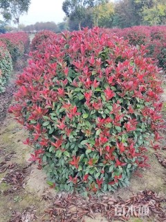 冠幅150厘米红叶石楠球