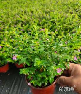 高度20厘米满天星