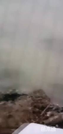 高度15厘米苦草