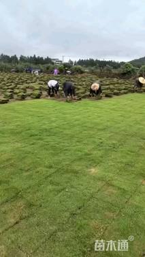 草卷状马尼拉草