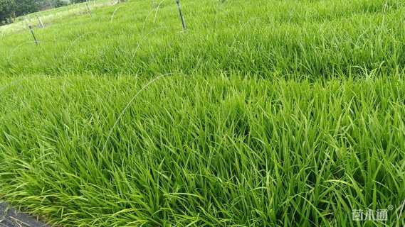 高度30厘米吉祥草