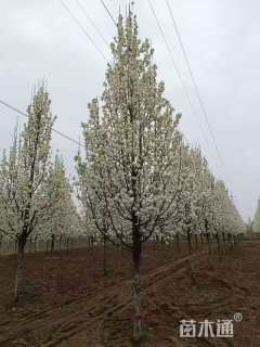 10公分彩叶豆梨