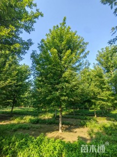 20公分白蜡