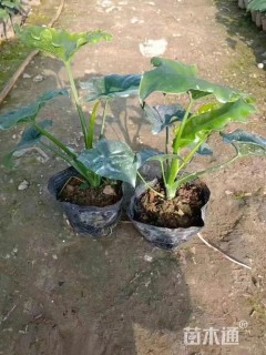 高度25厘米春羽