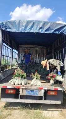 高度30厘米大花月季