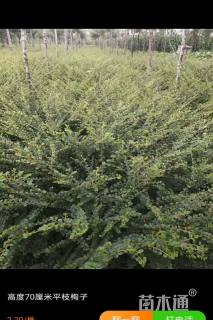 高度50厘米平枝栒子