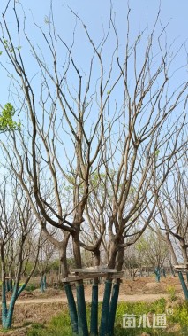 18公分(5杆)丛生朴树