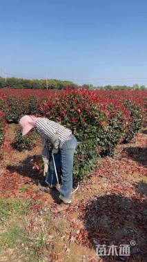 冠幅150厘米红叶石楠球