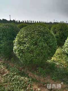 冠幅150厘米小叶女贞球