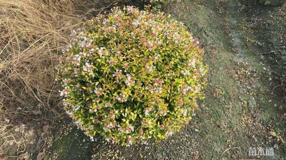 高度60厘米金叶大花六道木