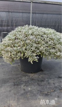 高度20厘米芙蓉菊