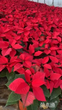 高度40厘米一品红