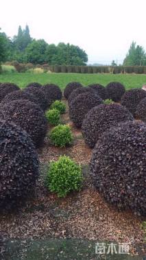 冠幅180厘米红花继木球